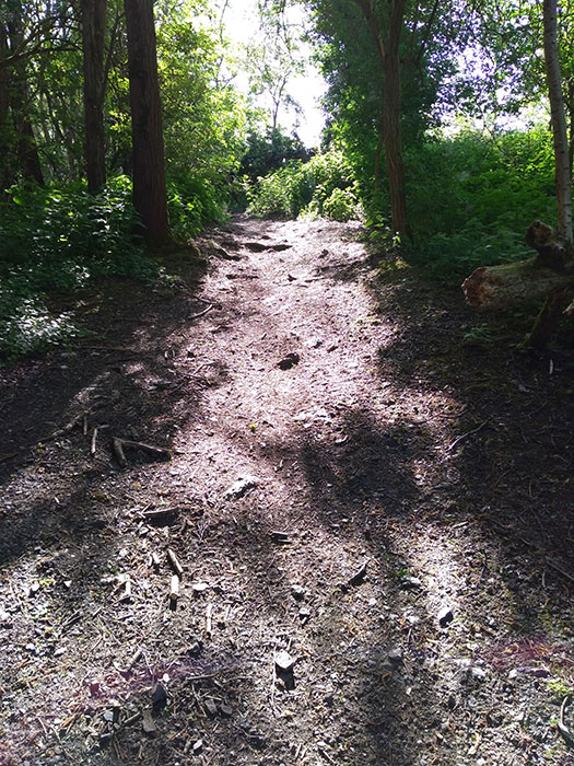 Photo d'un sentier en milieu forestier